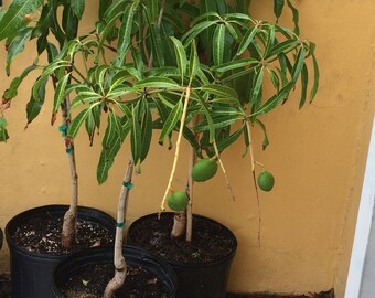 Dwarf Mango Tree Etsy Dwarf Mango Tree Etsy
