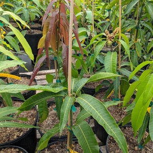 Ceci Love Dwarf Mango Tree