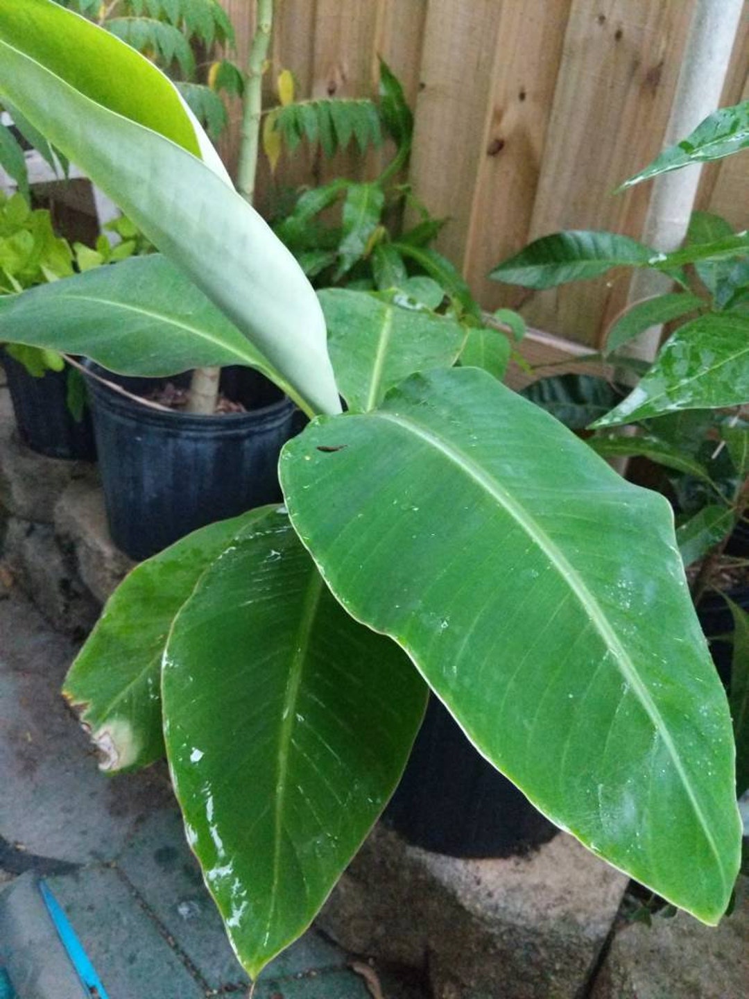 Banana Tree Varieties Lady Finger Etsy