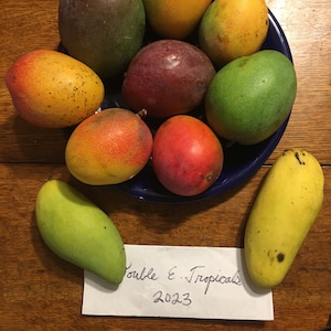 Super Alphonso Grafted Mango Tree
