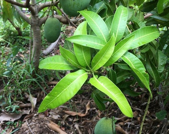 Julie Mango Tree Grafted