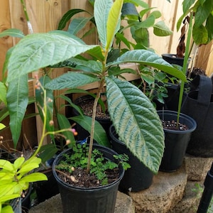 Golden Gem Florida Loquat Tree Dwarf Grafted Variety