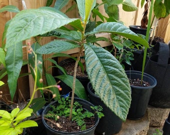 Champagne Loquat Tree - Etsy