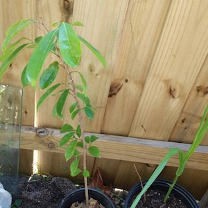 Annona Muricata  - Sour sop tree