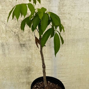 May include: A small green plant with a brown stem growing in a black pot. The plant has many leaves and is in a stage of early growth.