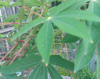 Casava cuttings 8”  quantity 6