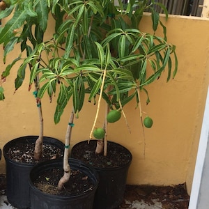 Ice cream dwarf mango tree grafted - 18" to 24"