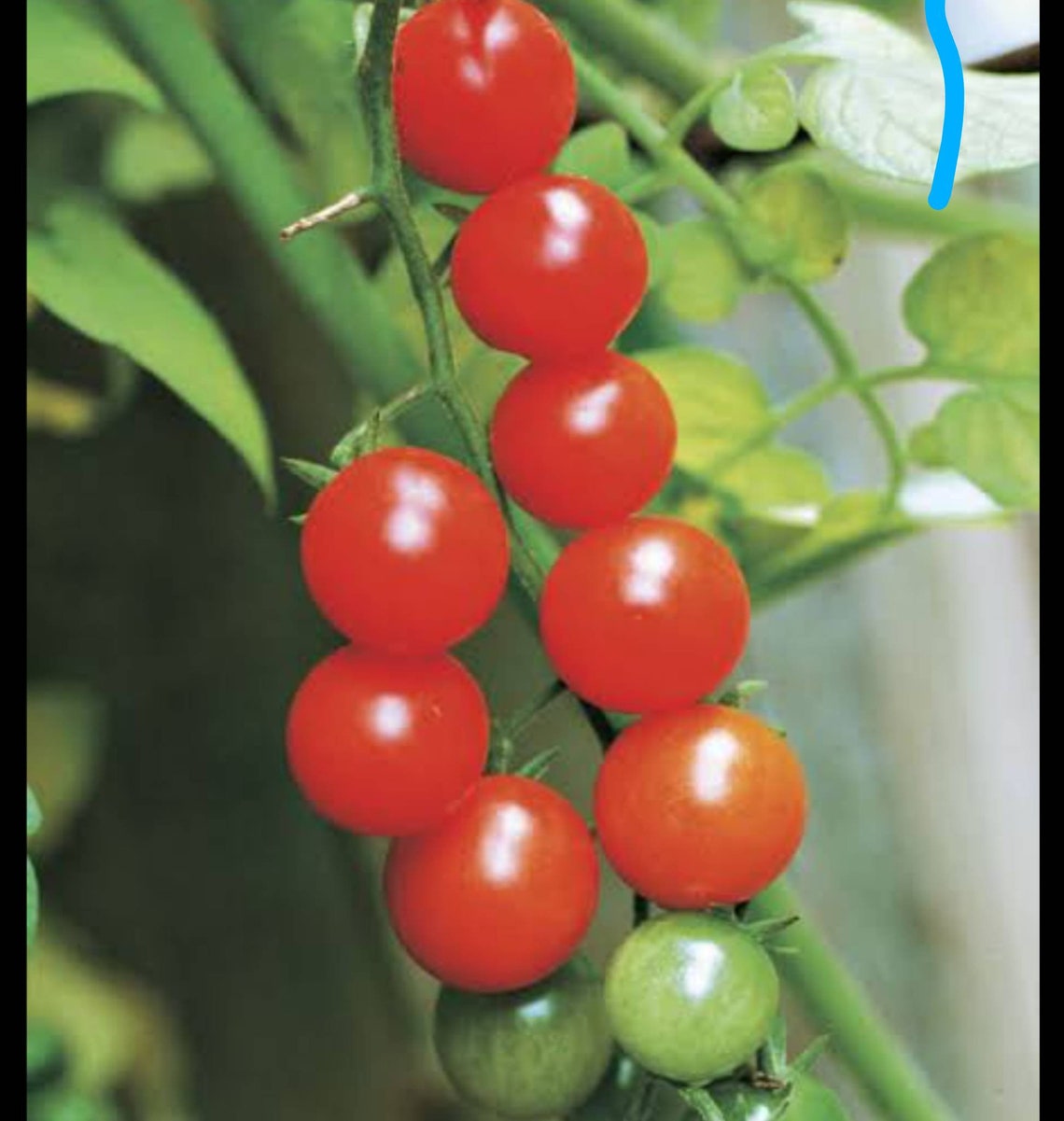 Everglades Tomato Seeds 60 heat tolerant nematode Etsy Italia