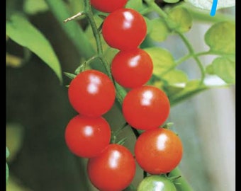 Everglades Tomato Seeds (60)  heat tolerant , nematode resistant, drought resistant  FREE SHIPPING