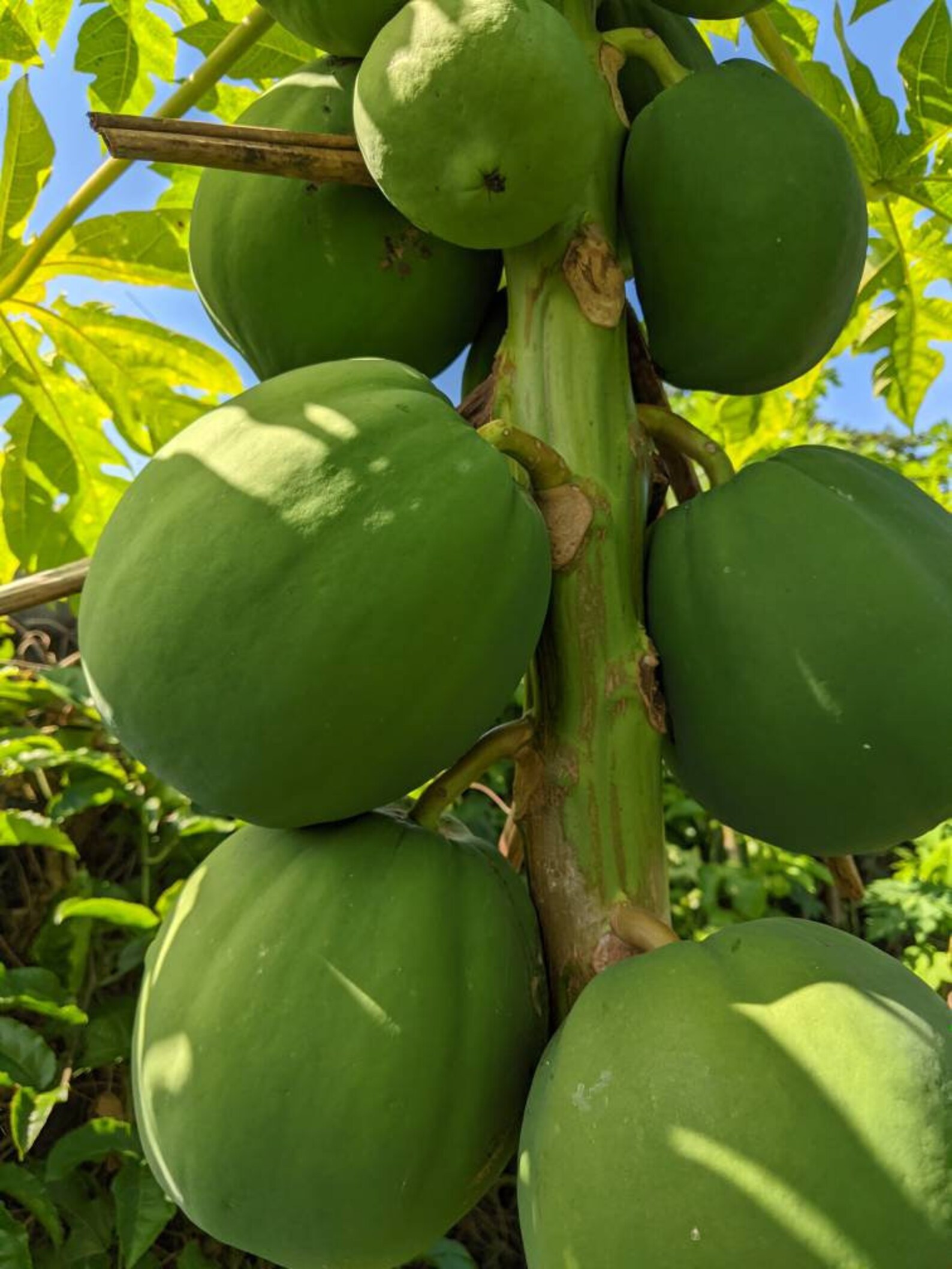 Irwin Mango Tree