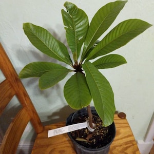 Mamey Sapote grafted  - Poteria Sapote live plant 1 year old