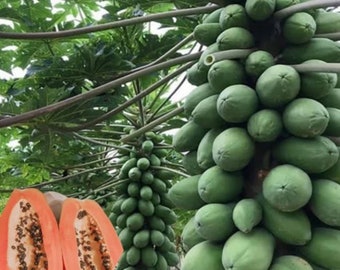 Strawberry Red Papaya Sunrise Solo ships worldwide  Papaya seed 30 Pack
