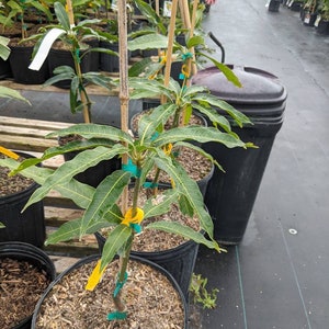 Pickering Mango tree grafted