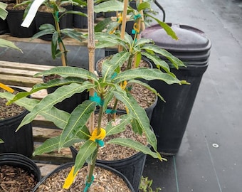 Pickering Mango tree grafted