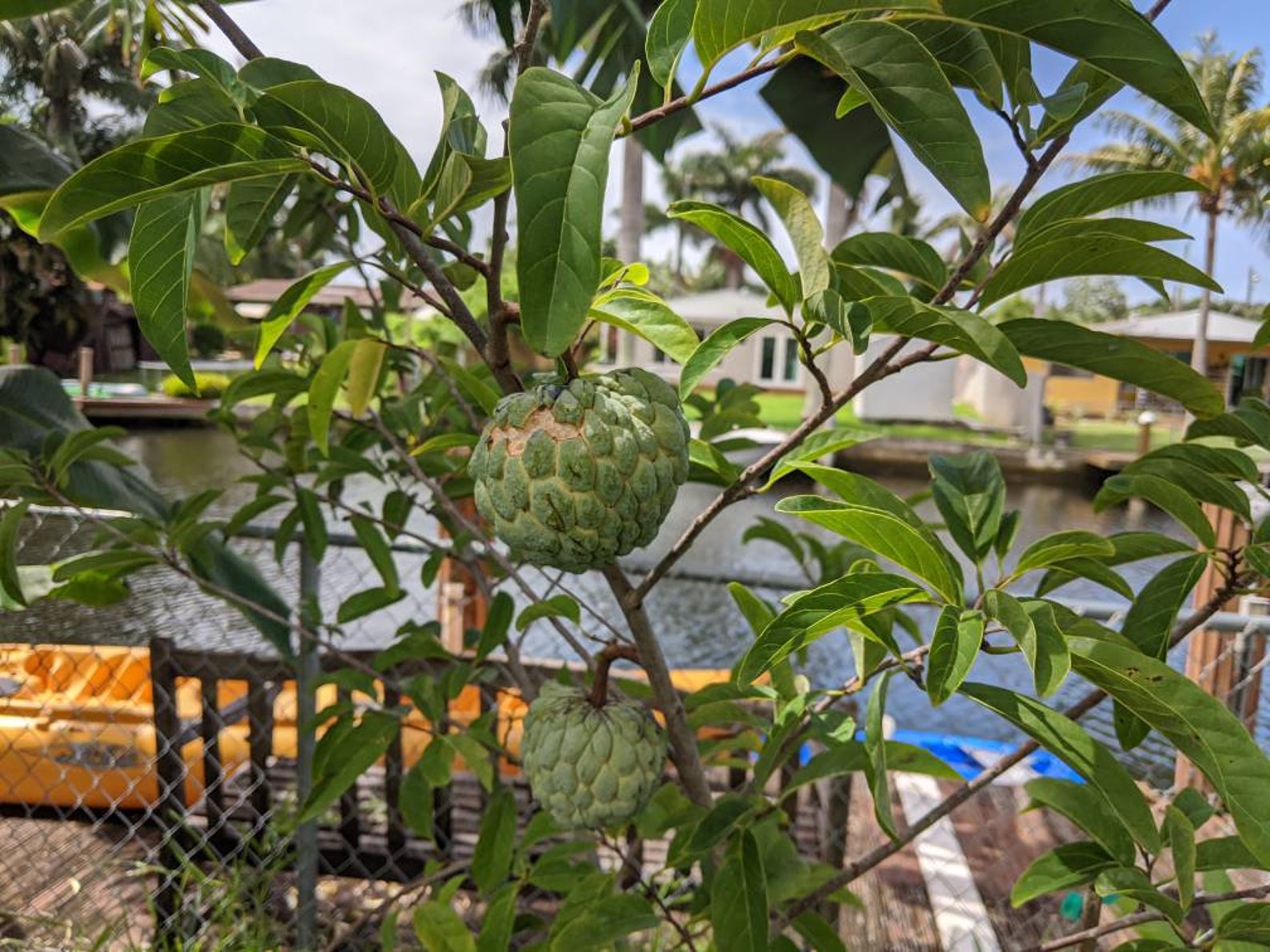 Where To Buy Sugar Apple In Florida