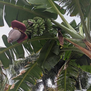 May include: A close-up view of a banana tree with a bunch of green bananas growing on it. The bananas are still in their protective sheath, which is a reddish-purple colour. The leaves of the banana tree are large and green, and they are arranged in a spiral pattern.