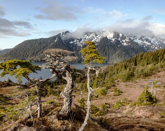 Three Wise Trees