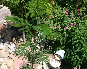 NEW! 2023 - Leucaena leucocephala - 10/25/50 seeds - Miracle Tree - Koa Haole Guaje White Lead Tamarind Subabul popinac jumbay phak krathin