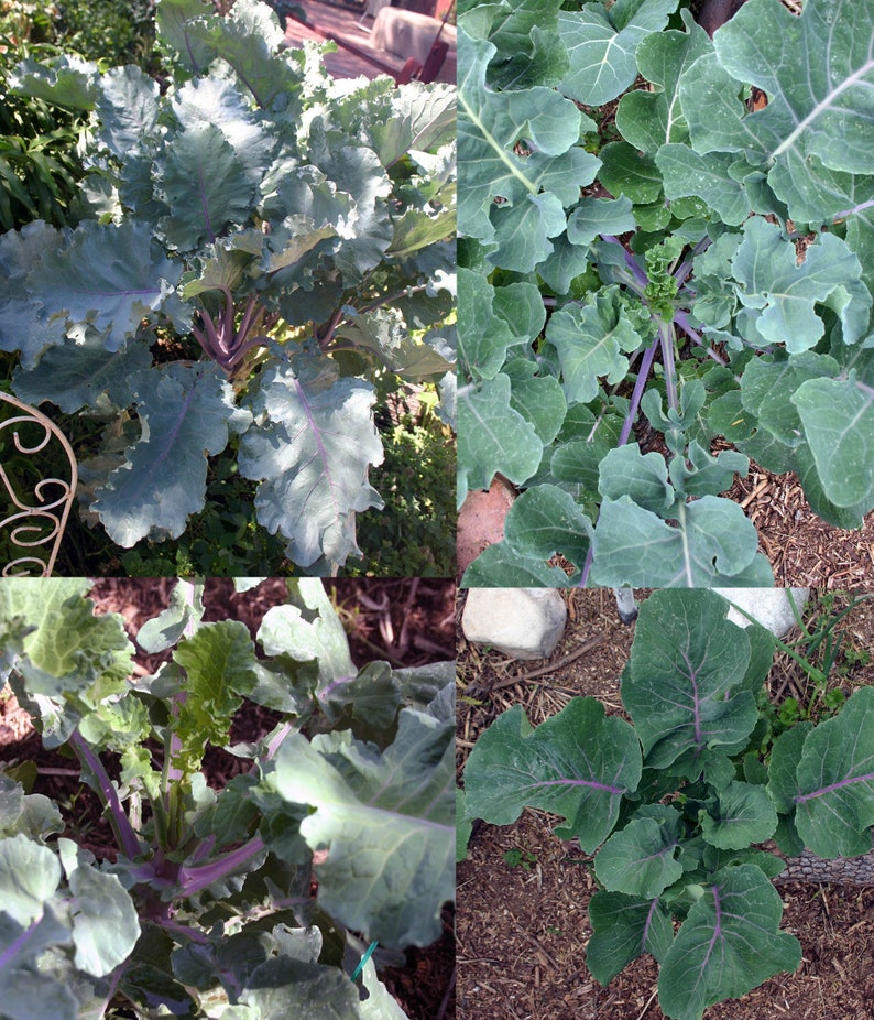 buy purple tree collards buy purple tree collards