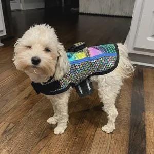 Könnte beinhalten: Ein kleiner, weißer Hund, der eine Paillettenweste mit schwarzem Kragen und Trägern trägt. Die Weste hat ein farbenfrohes, schillerndes Muster mit Blau- und Rosatönen. Der Hund steht auf einem Holzboden.