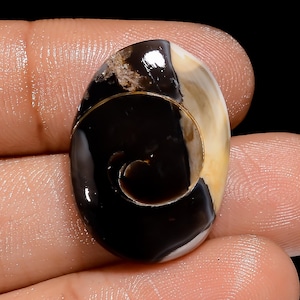 Uitstekende kwaliteit 100% natuurlijke gastropoden fossiele schelp ovale cabochon losse edelsteen voor het maken van sieraden 18 kt. 24 x 17 x 5 mm G-3078