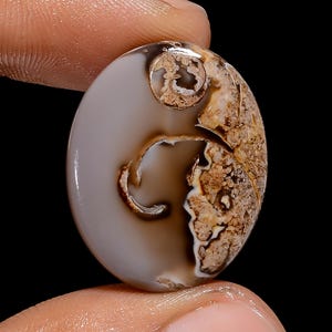 Klassieke A One-kwaliteit 100% natuurlijke gastropoden fossiele schelp ovale vorm cabochon losse edelsteen voor het maken van sieraden 23 kt. 25 x 20 x 5 mm G-3076