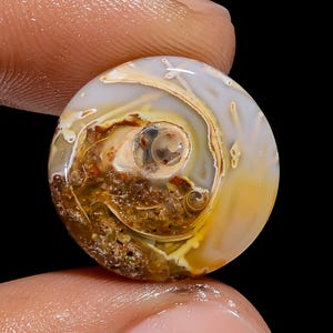 Supreme A One kwaliteit 100% natuurlijke gastropoden fossiele schelp ronde vorm cabochon losse edelsteen voor het maken van sieraden 11,5 kt. 17 x 17 x 4 mm G-3073