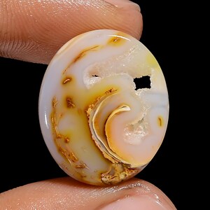 Splendid A One Quality 100% natuurlijke gastropoden fossiele schelp Druzy ovale cabochon edelsteen voor het maken van sieraden 15 kt 21 x 18 x 4 mm G-3070