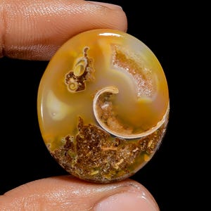 Fabulous Een Kwaliteit 100% Natuurlijke Gastropoden Fossiele Schelp Druzy Ovale Vorm Cabochon Edelsteen Voor Het Maken Van Sieraden 33.5 Ct 29X25X5mm G3062