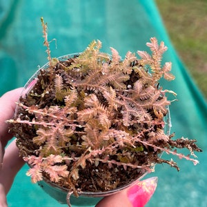 Rainbow Peacock Spikemoss, Selaginella uncinata cuttings image 4