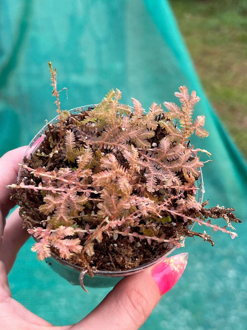 Rainbow Peacock Spikemoss, Selaginella uncinata cuttings image 4