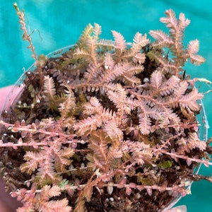 Rainbow Peacock Spikemoss, Selaginella uncinata cuttings image 1