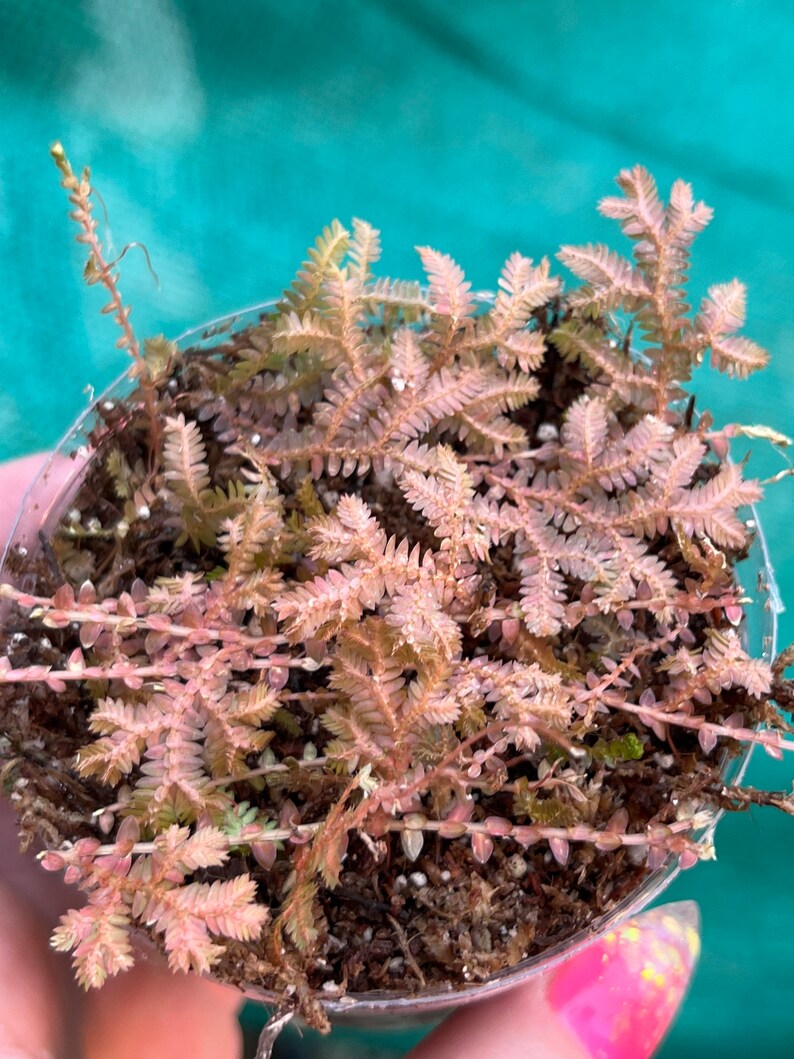 Rainbow Peacock Spikemoss, Selaginella uncinata cuttings image 1