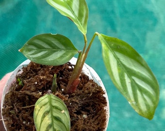 Calathea Ctenanthe x Burle Marx Starter Plant