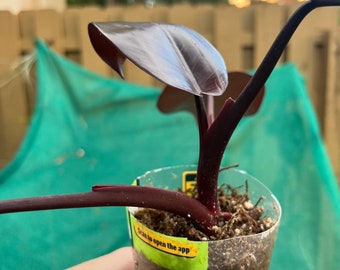 Rare Burgundy Princess Philodendron Cutting