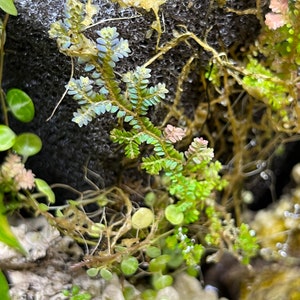 Rainbow Peacock Spikemoss, Selaginella uncinata cuttings image 5