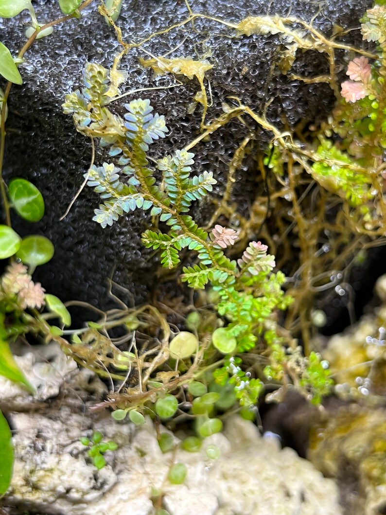 Rainbow Peacock Spikemoss, Selaginella uncinata cuttings image 5