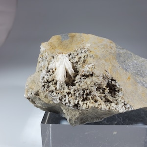 May include: A white mineral specimen with feathery crystals embedded in a gray and brown rock matrix.