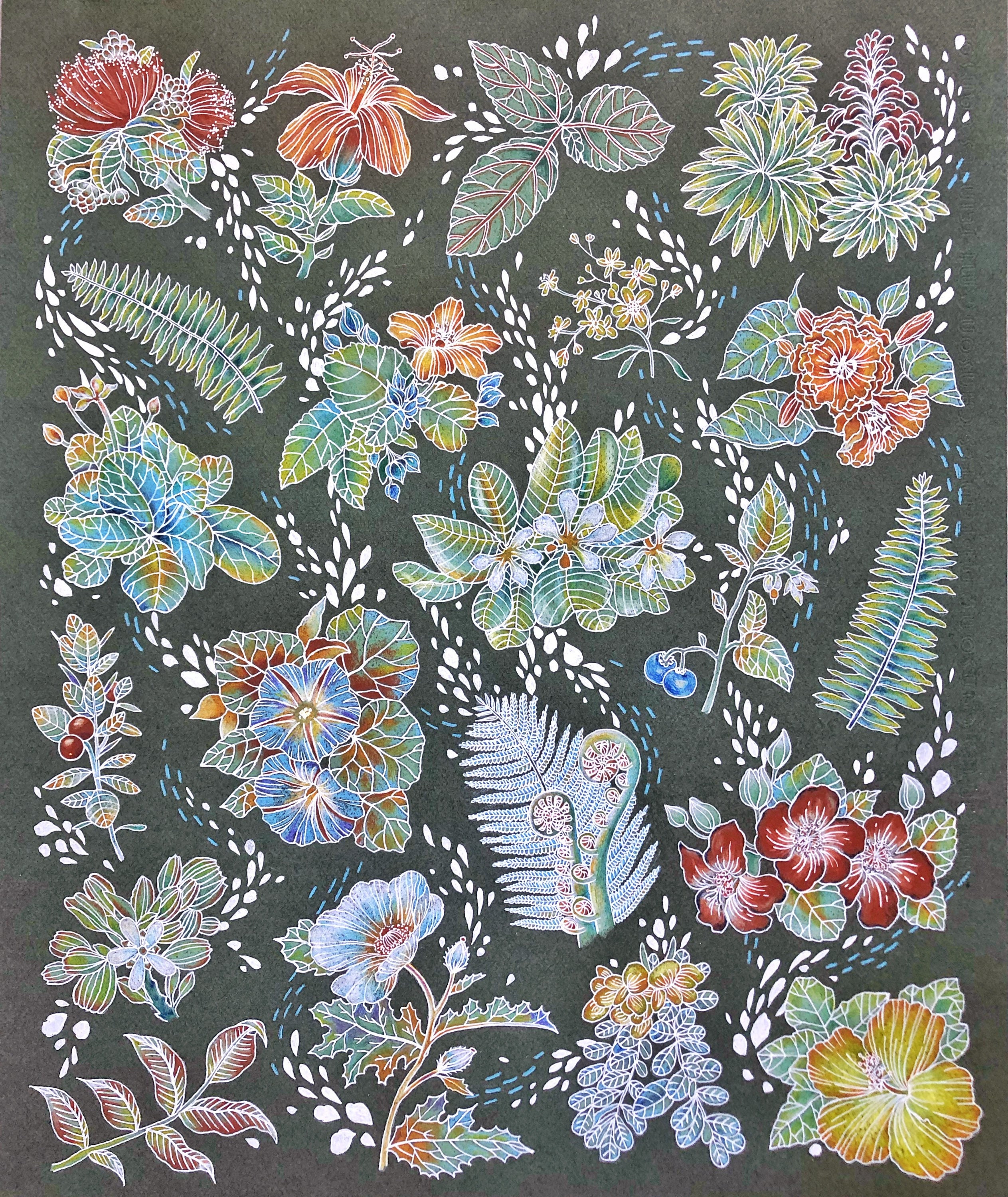 Native Hawai’i Flora