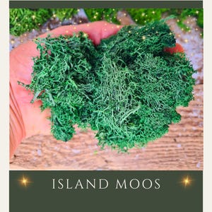 Wichtelzubehör Moos / Art.Nr. 3865 356 / W-151