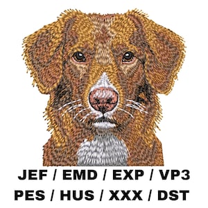 Może przedstawiać: Haftowany obraz głowy psa rasy Nova Scotia Duck Tolling Retriever. Pies ma brązowe i białe futro i patrzy bezpośrednio na widza. Obraz nadaje się do projektów hafciarskich.