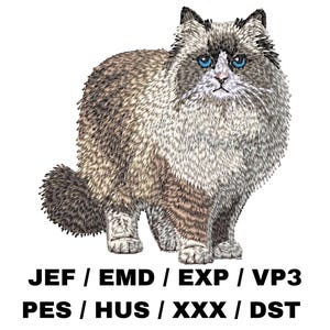 May include: A fluffy white and brown cat with blue eyes. The cat is sitting with its front paws together and its back paws spread out. The cat is looking directly at the viewer.