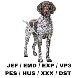 Peut inclure: Un chien Braque Allemand à poil court brun et blanc debout sur un fond blanc. Le chien regarde directement la caméra.