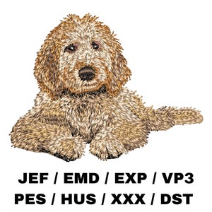 Può includere: Un cane marrone e crema con pelliccia soffice è seduto con la testa girata di lato. Il cane ha il naso nero e gli occhi marroni. Il cane è seduto su uno sfondo bianco.