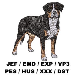 Puede incluir: Un perro de montaña suizo negro, blanco y marrón de pie sobre un fondo blanco. El perro está mirando directamente a la cámara.