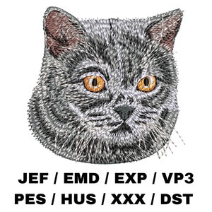 May include: A close-up of a gray and white cat's face with orange eyes. The cat is looking directly at the viewer.