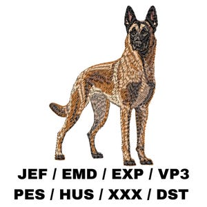 Può includere: Un cane Malinois belga marrone e nero in piedi su uno sfondo bianco. Il cane guarda dritto davanti a sé con le orecchie dritte. Il testo "JEF / EMD / EXP / VP3 PES / HUS / XXX / DST" è stampato sotto il cane.