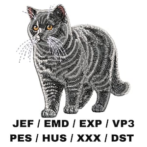 Könnte beinhalten: Eine grau-weiß gestreifte Katze mit gelben Augen. Die Katze steht auf weißem Hintergrund. JEF / EMD / EXP / VP3 PES / HUS / XXX / DST