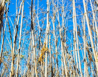 Blue Sky Gold Weeds Background Image: Photo Texture (Digital Download)