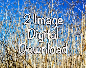 Blue Sky Gold Weeds Background Image: Photo Texture (Digital Download)